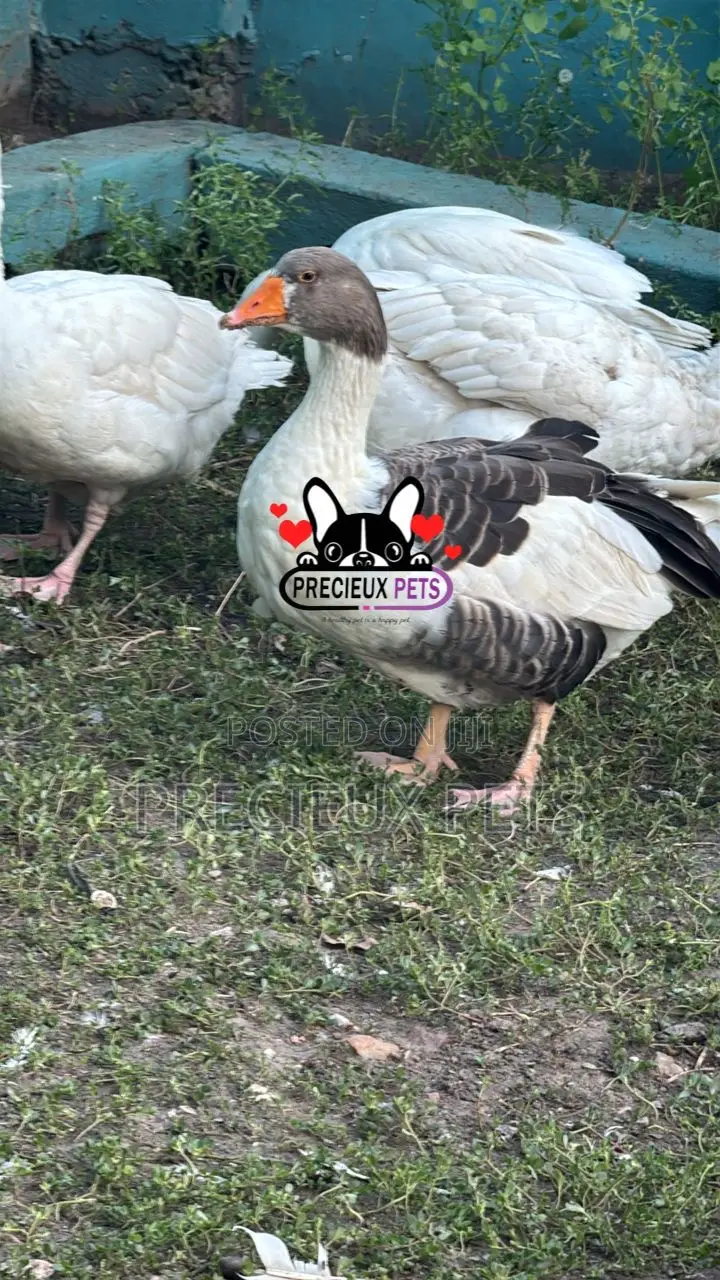 Domesticated Goose
