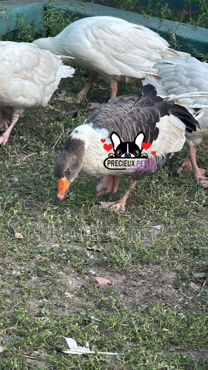 Domesticated Goose