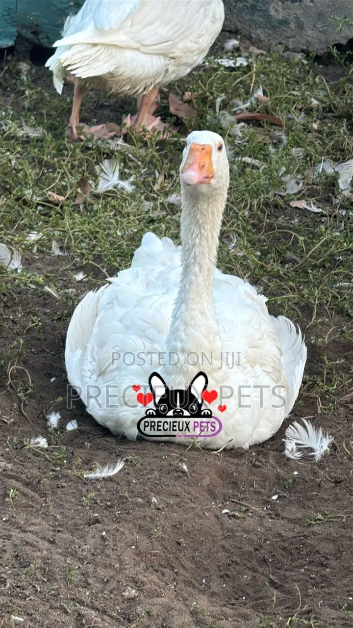 Domesticated Goose (Male Female)