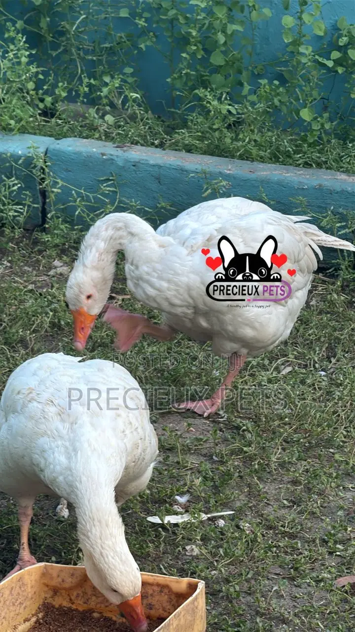 Domesticated Goose (Male Female)