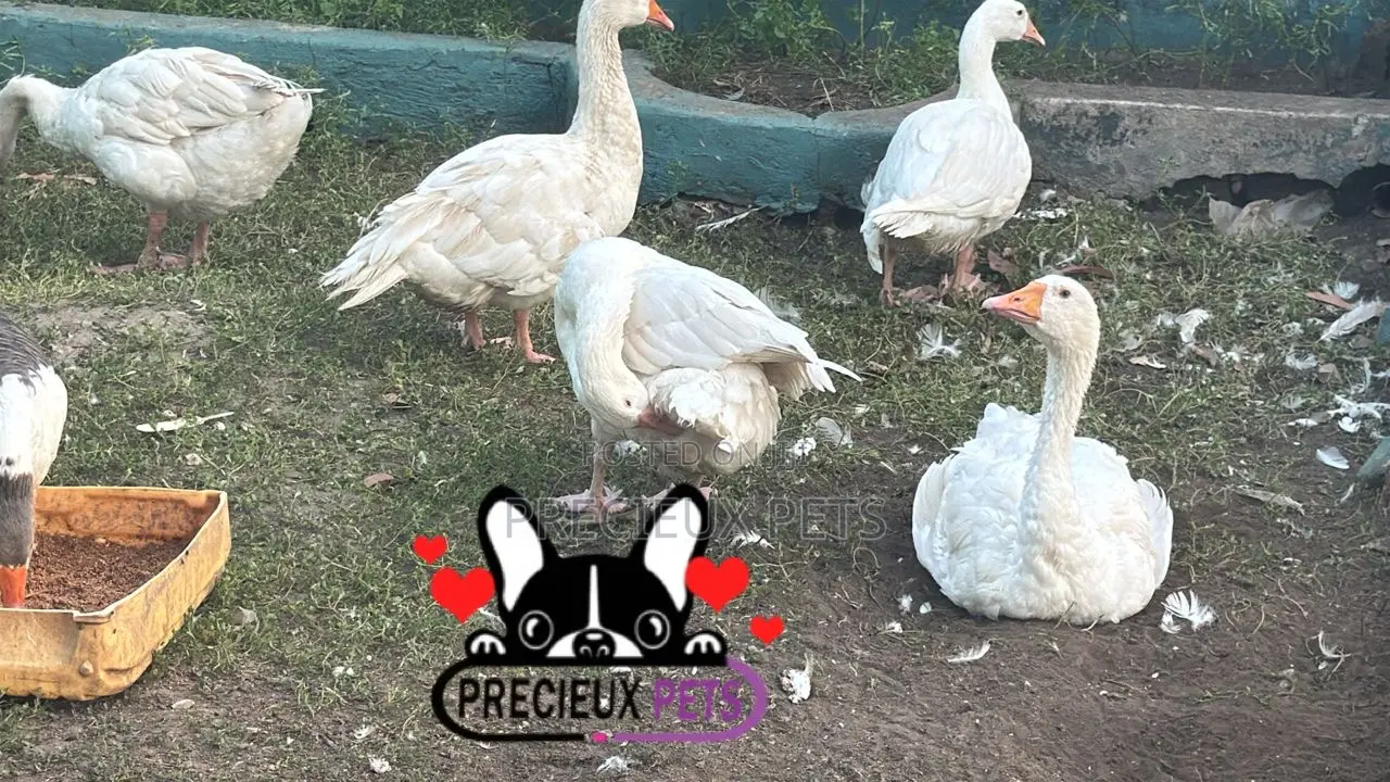 Domesticated Goose (Male Female)