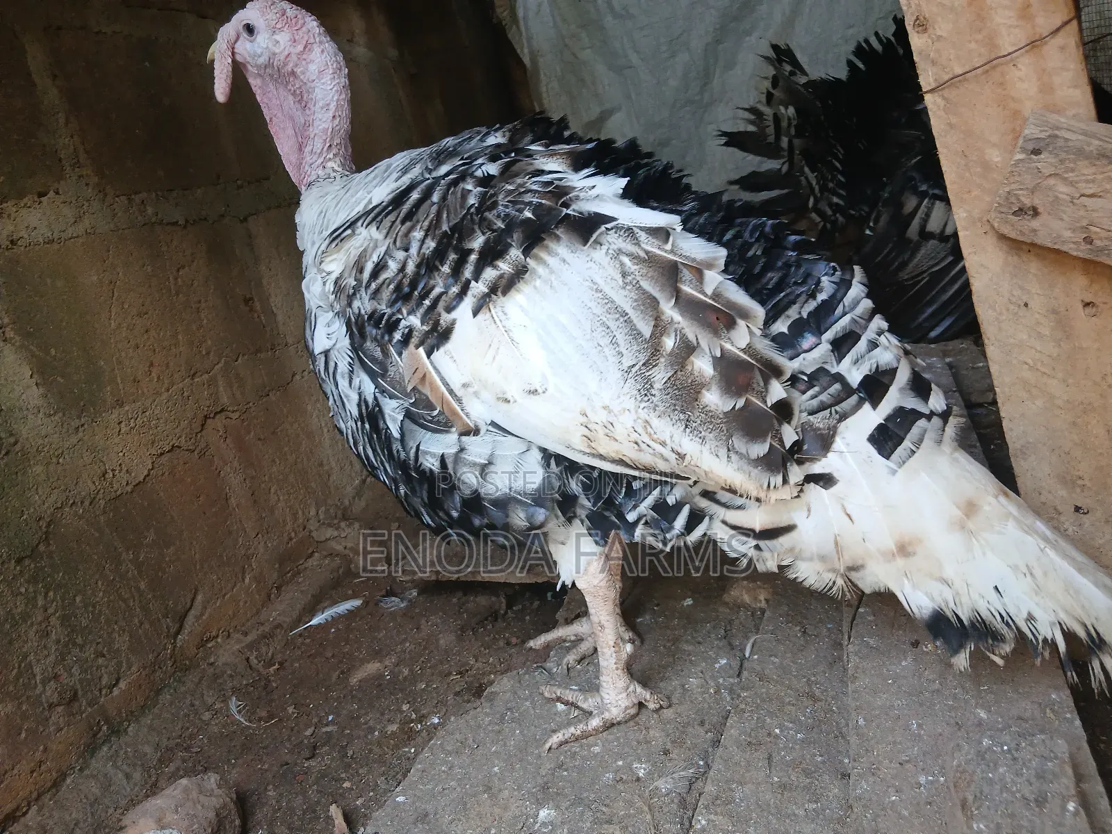 Hybrid Male Turkeys for Sale