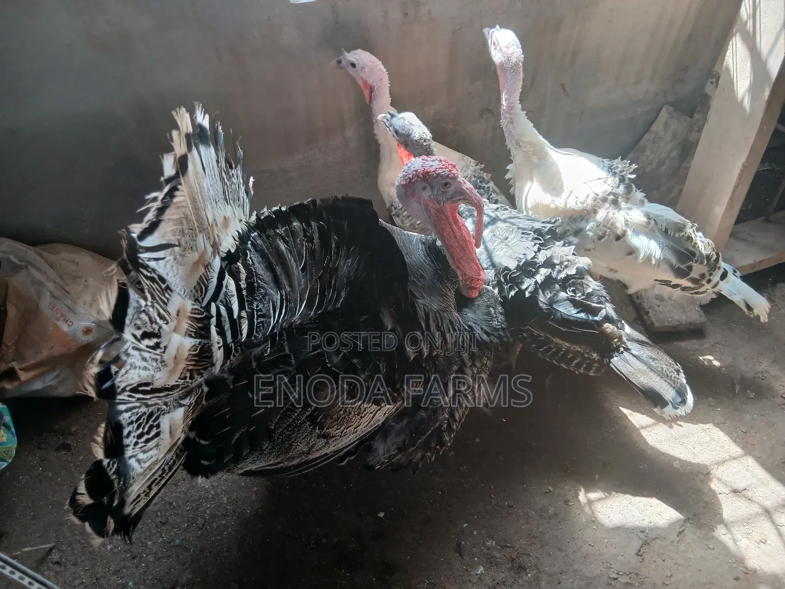 Hybrid Male Turkeys for Sale