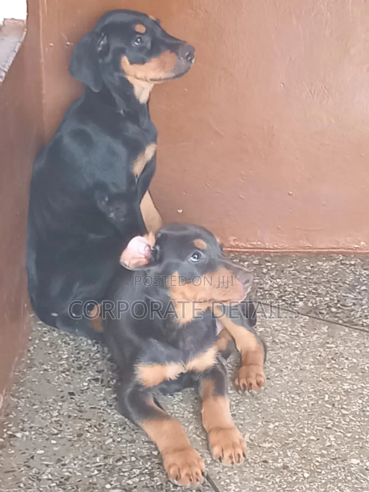 1-3 months Male Purebred Doberman Pinscher