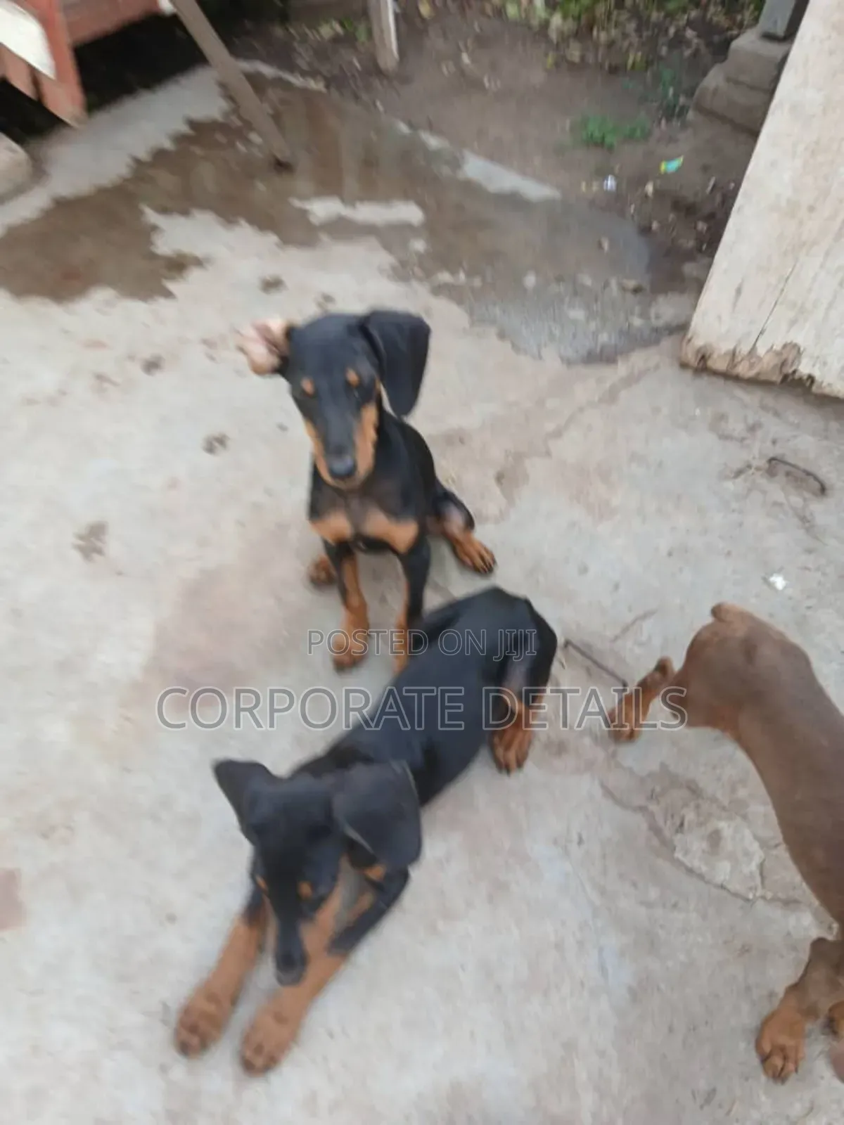 1-3 months Female Purebred Doberman Pinscher