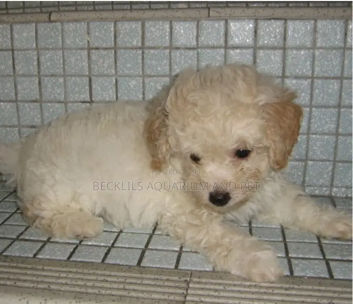 1-3 months Male Purebred Poodle
