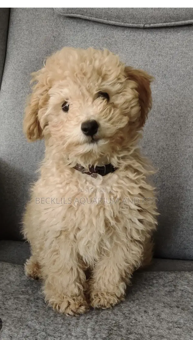 1-3 months Male Purebred Poodle