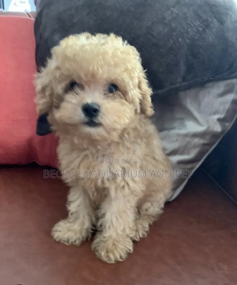 1-3 months Male Purebred Poodle