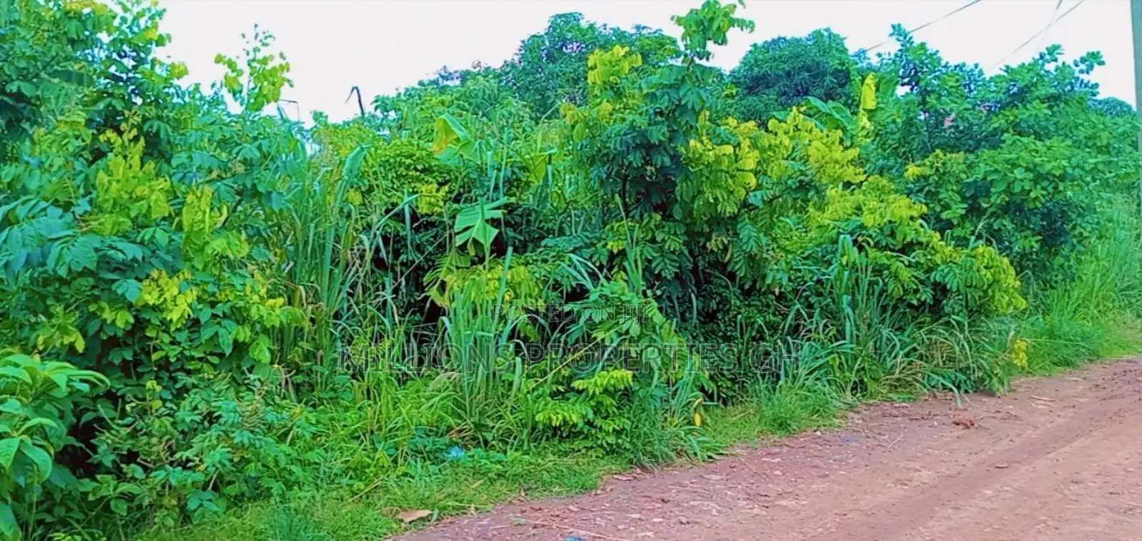 60 Acres Farmland 4sale Ejisu Kubease