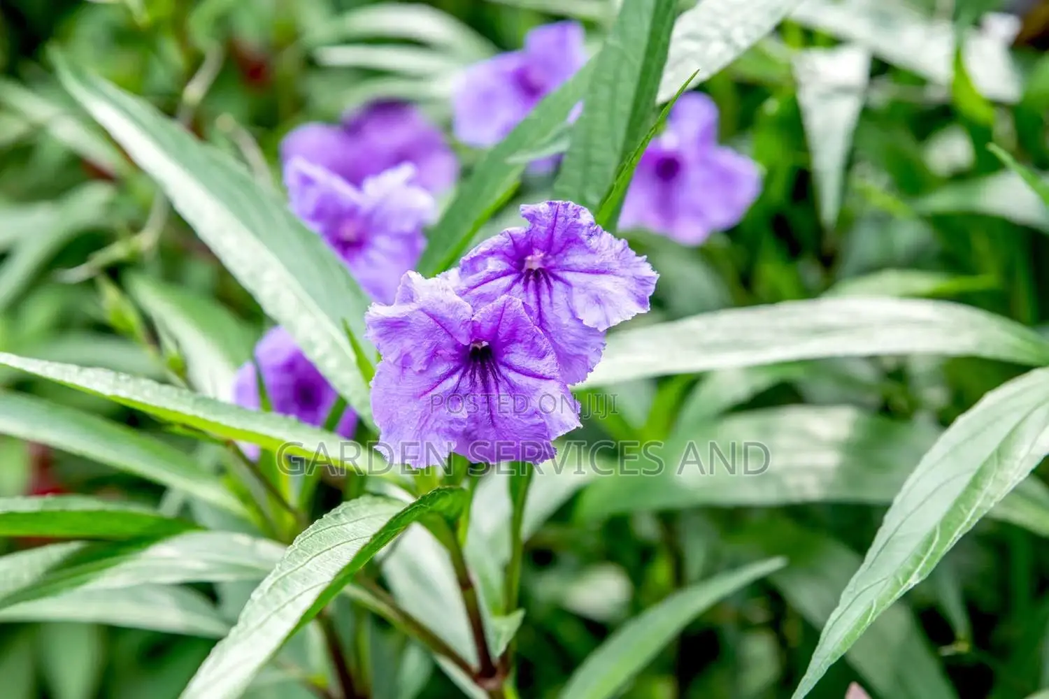 Mexican Petunias