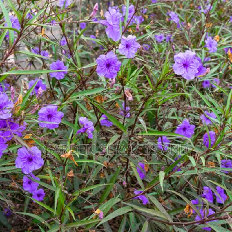 Mexican Petunias