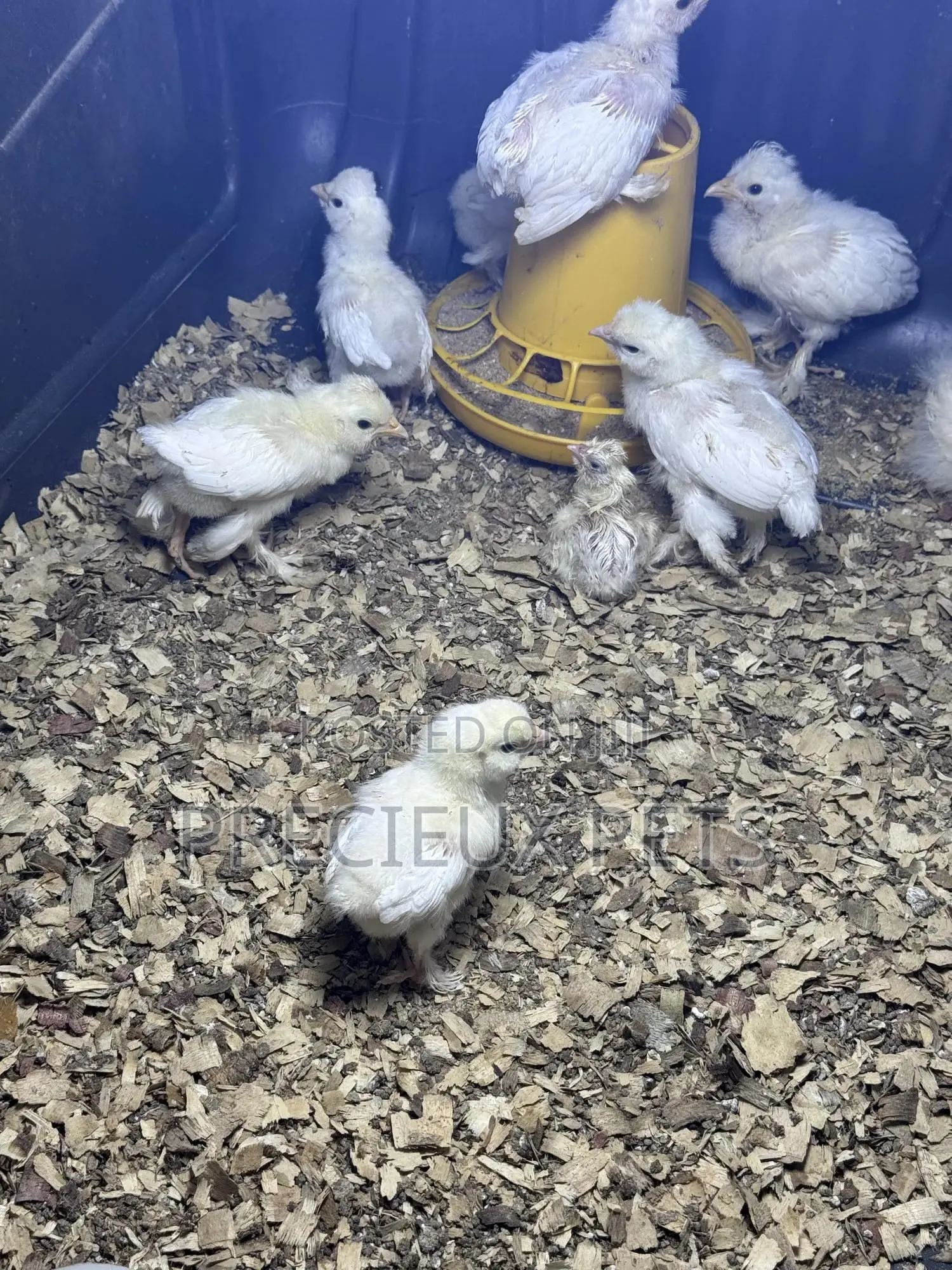 1-7 Days Old Sultan Chicks