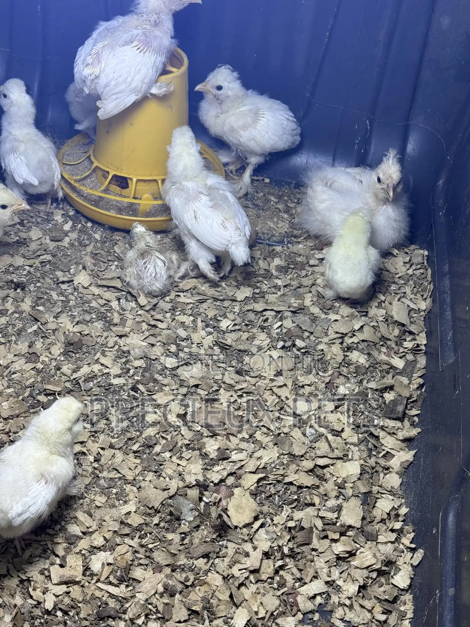1-7 Days Old Sultan Chicks