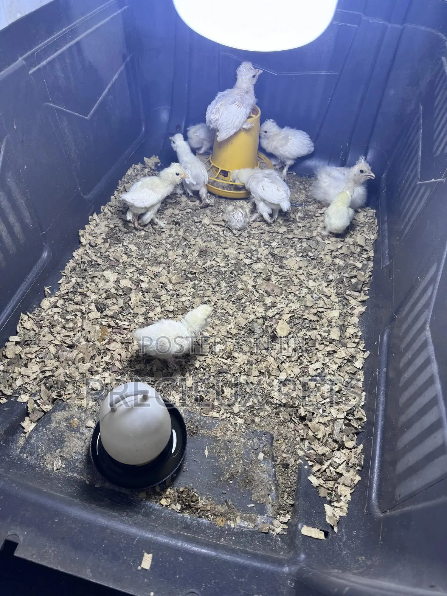 1-7 Days Old Sultan Chicks