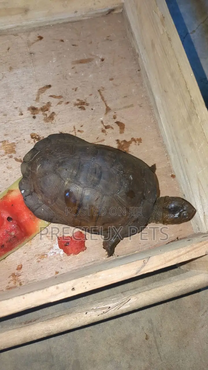 Baby Turtle
