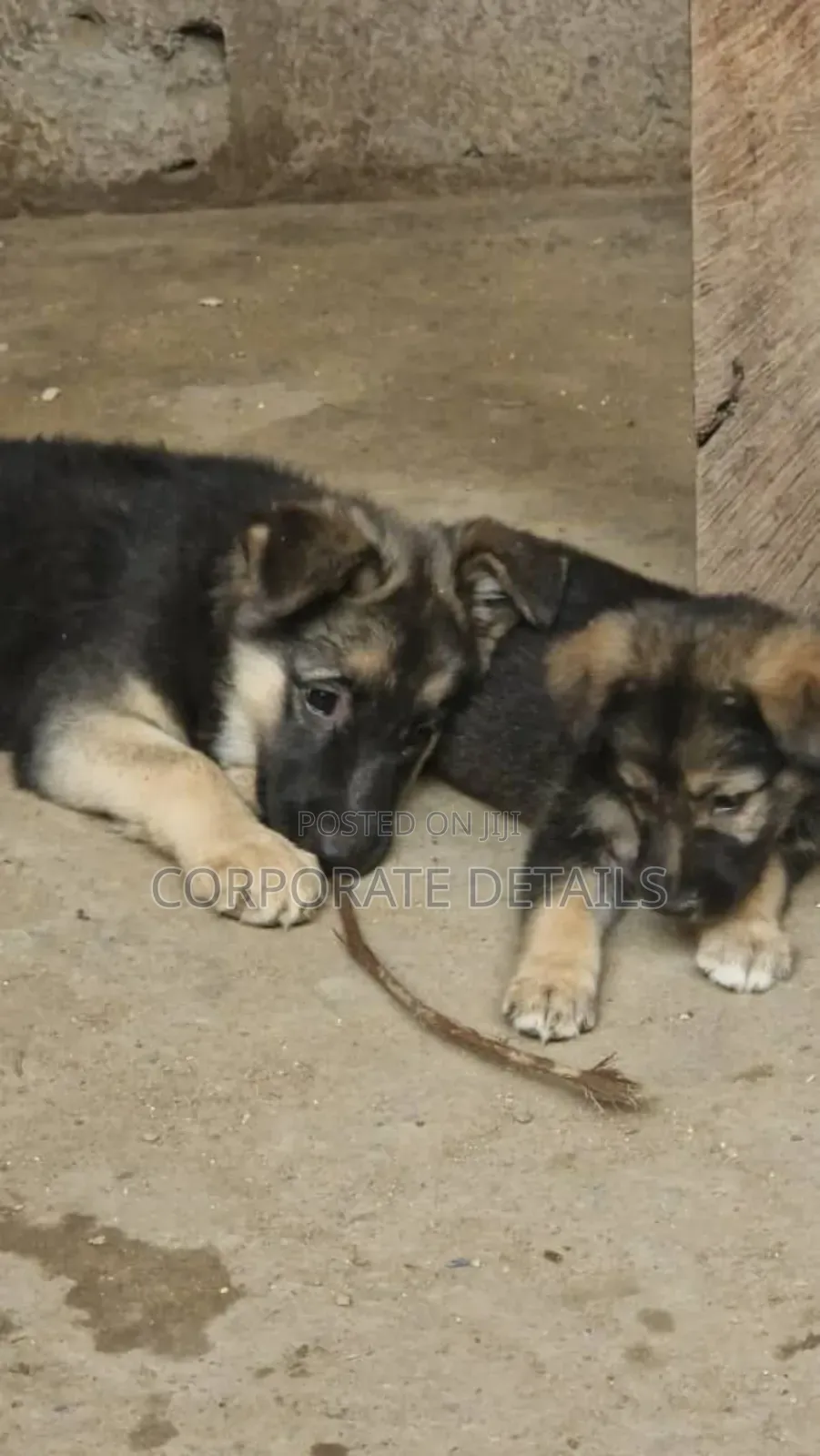 1-3 months Male Purebred German Shepherd