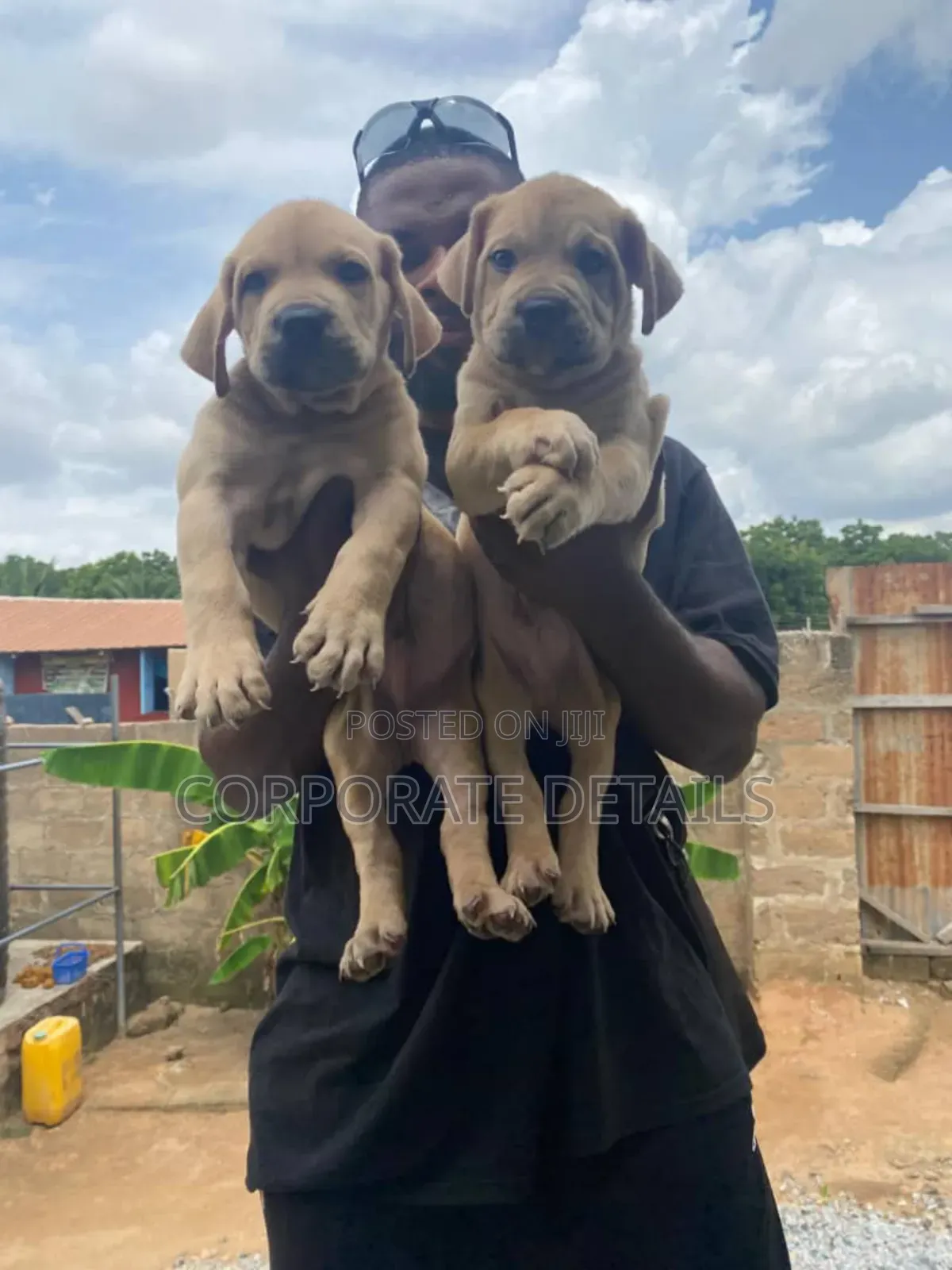 1-3 months Male Purebred Boerboel