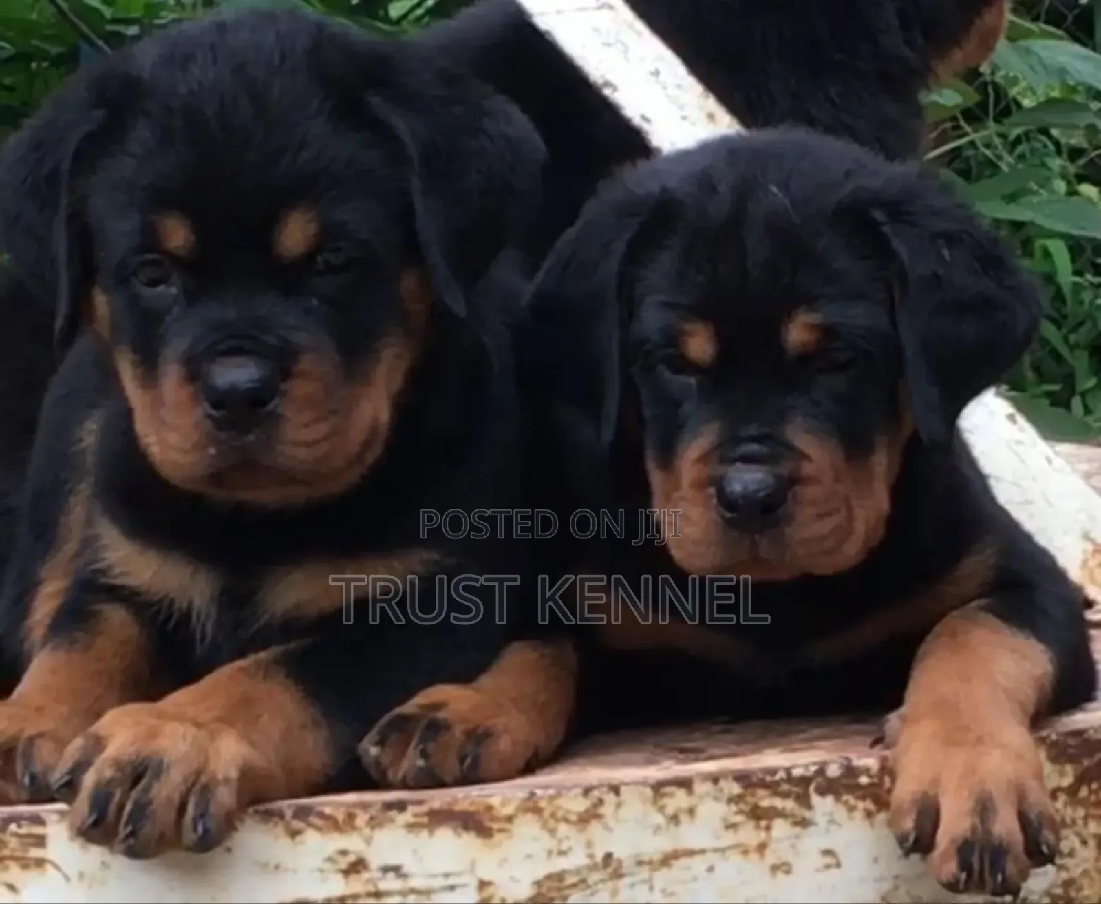 3-6 months Female Purebred Rottweiler