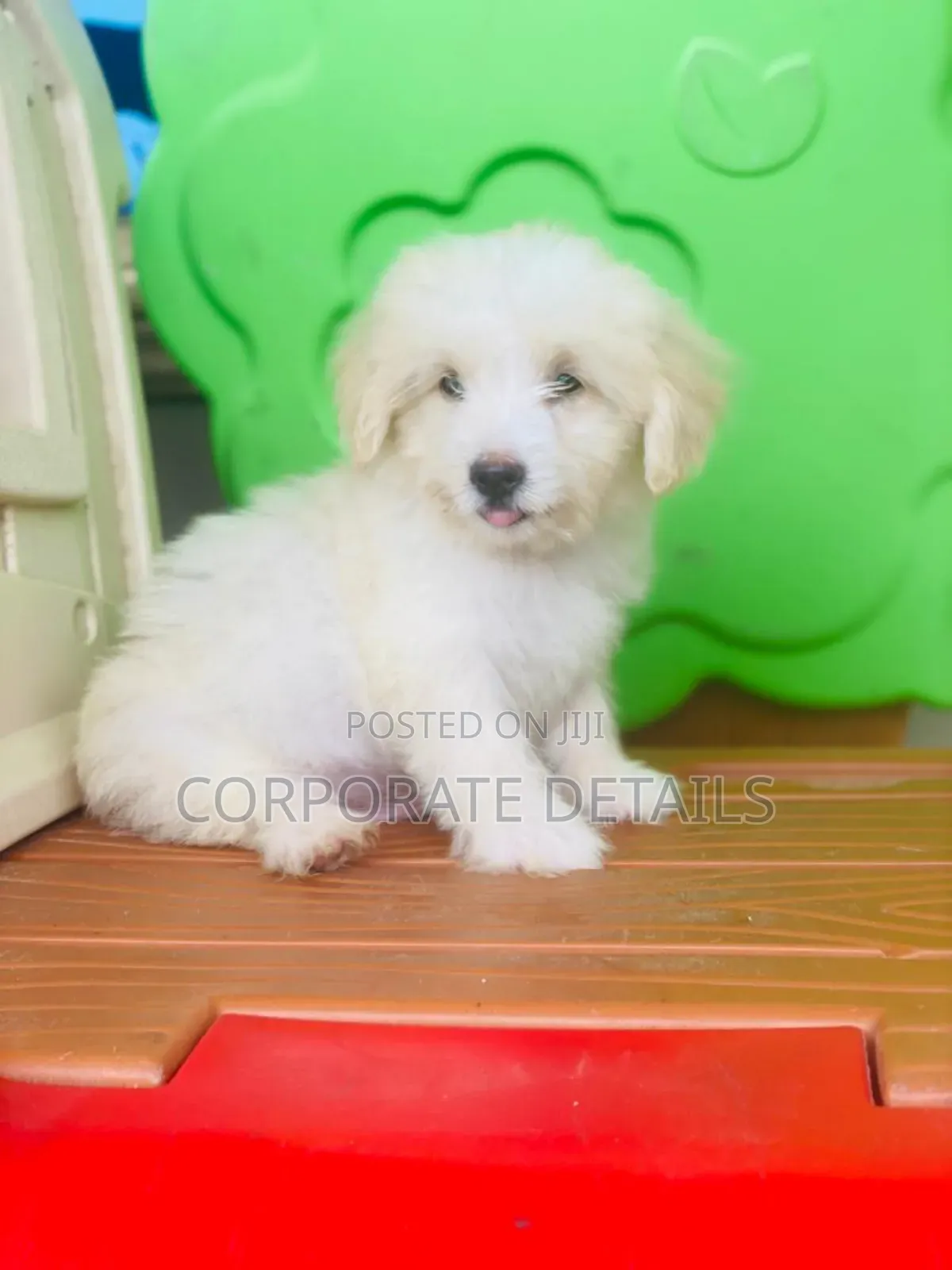 1-3 months Female Purebred Maltese