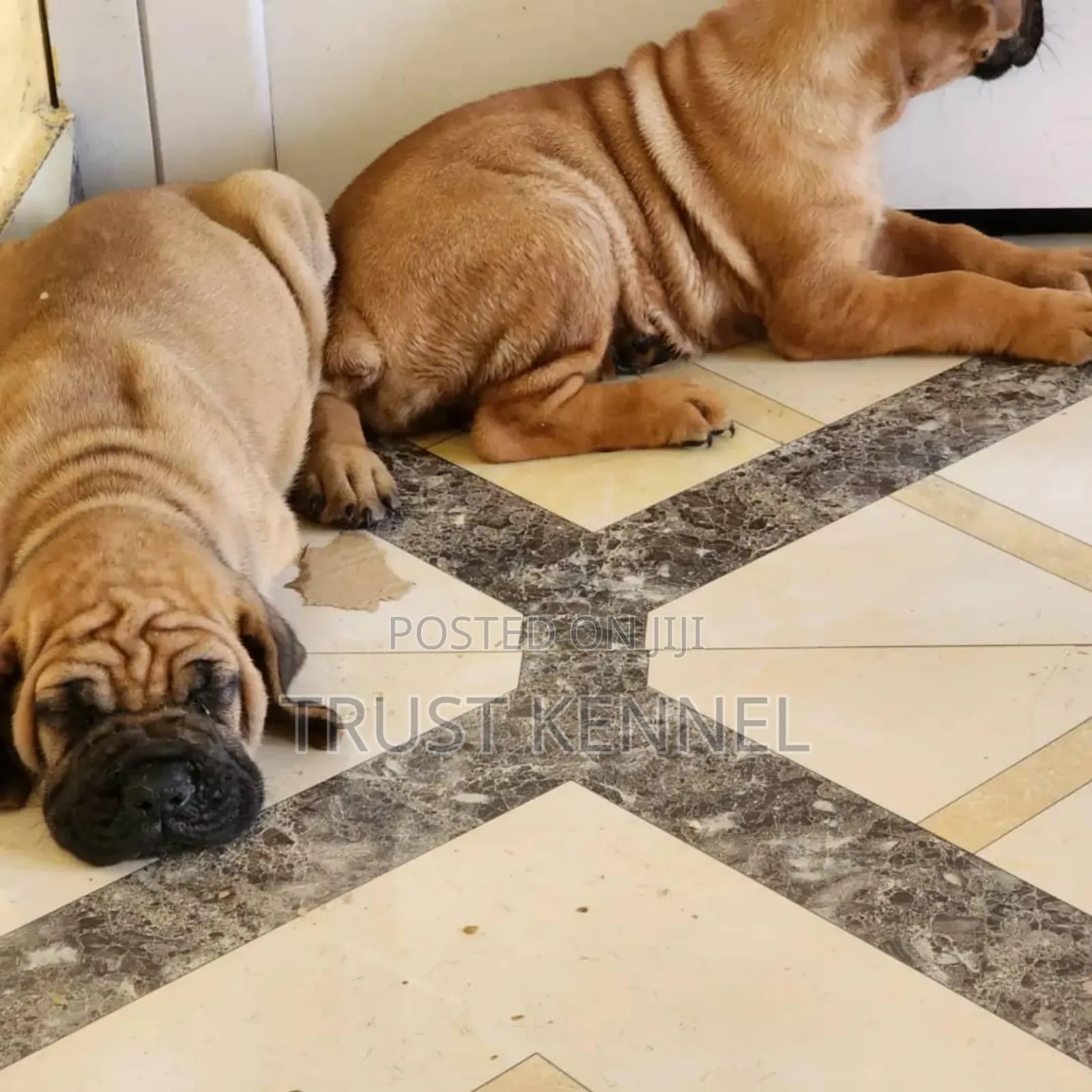 1-3 months Female Purebred Boerboel