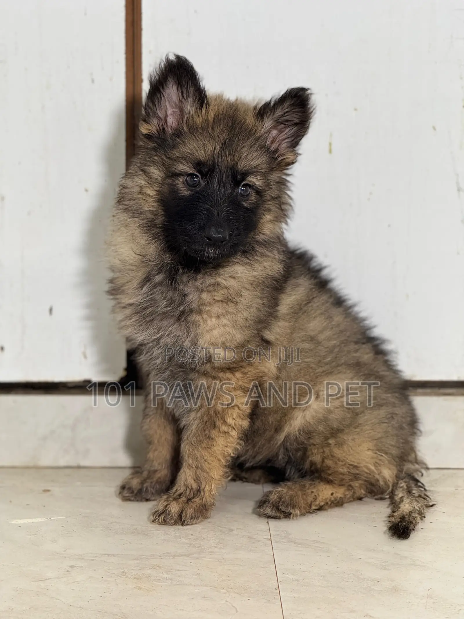 1-3 months Female Purebred Caucasian Shepherd
