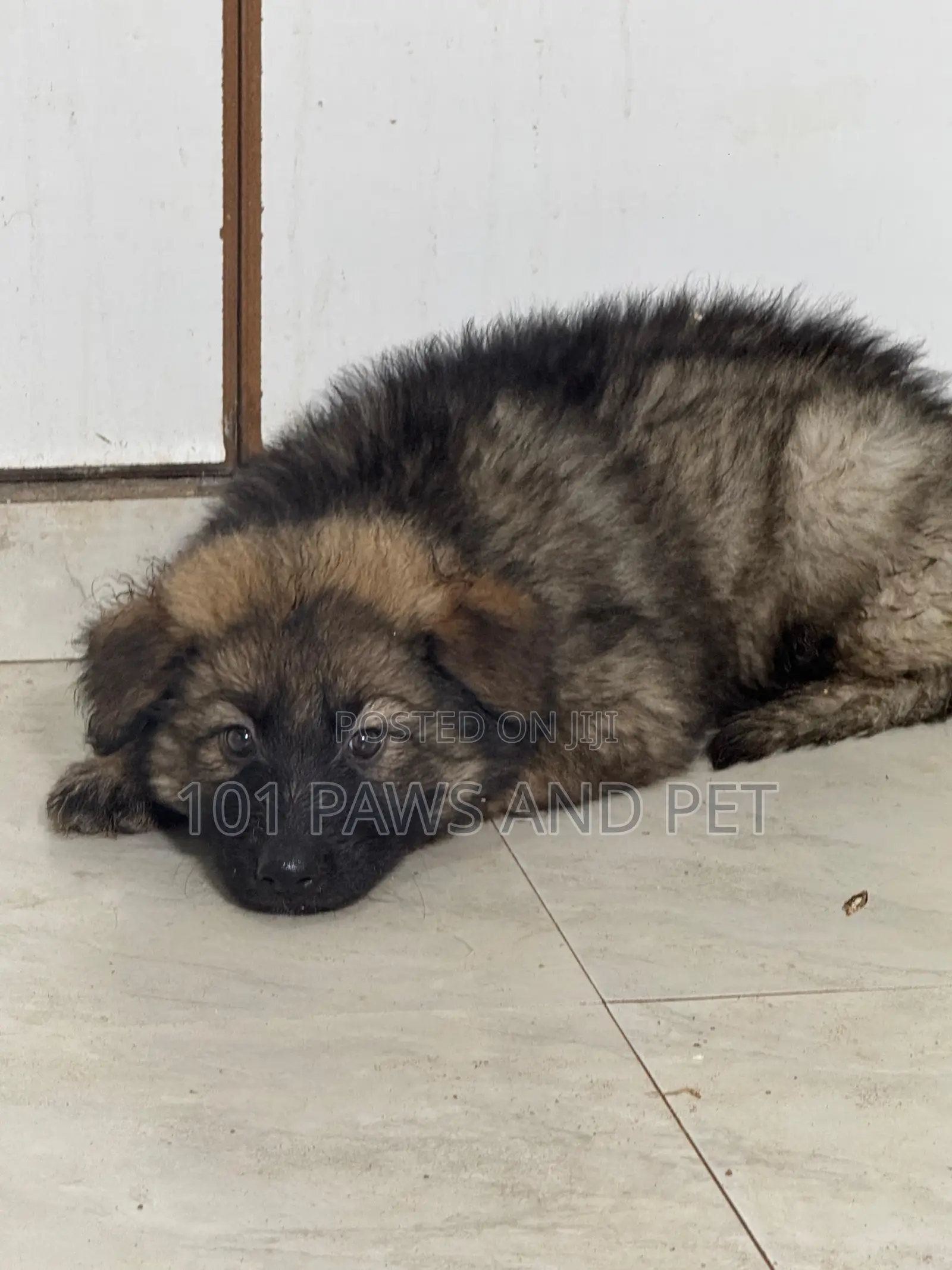 1-3 months Female Purebred Caucasian Shepherd