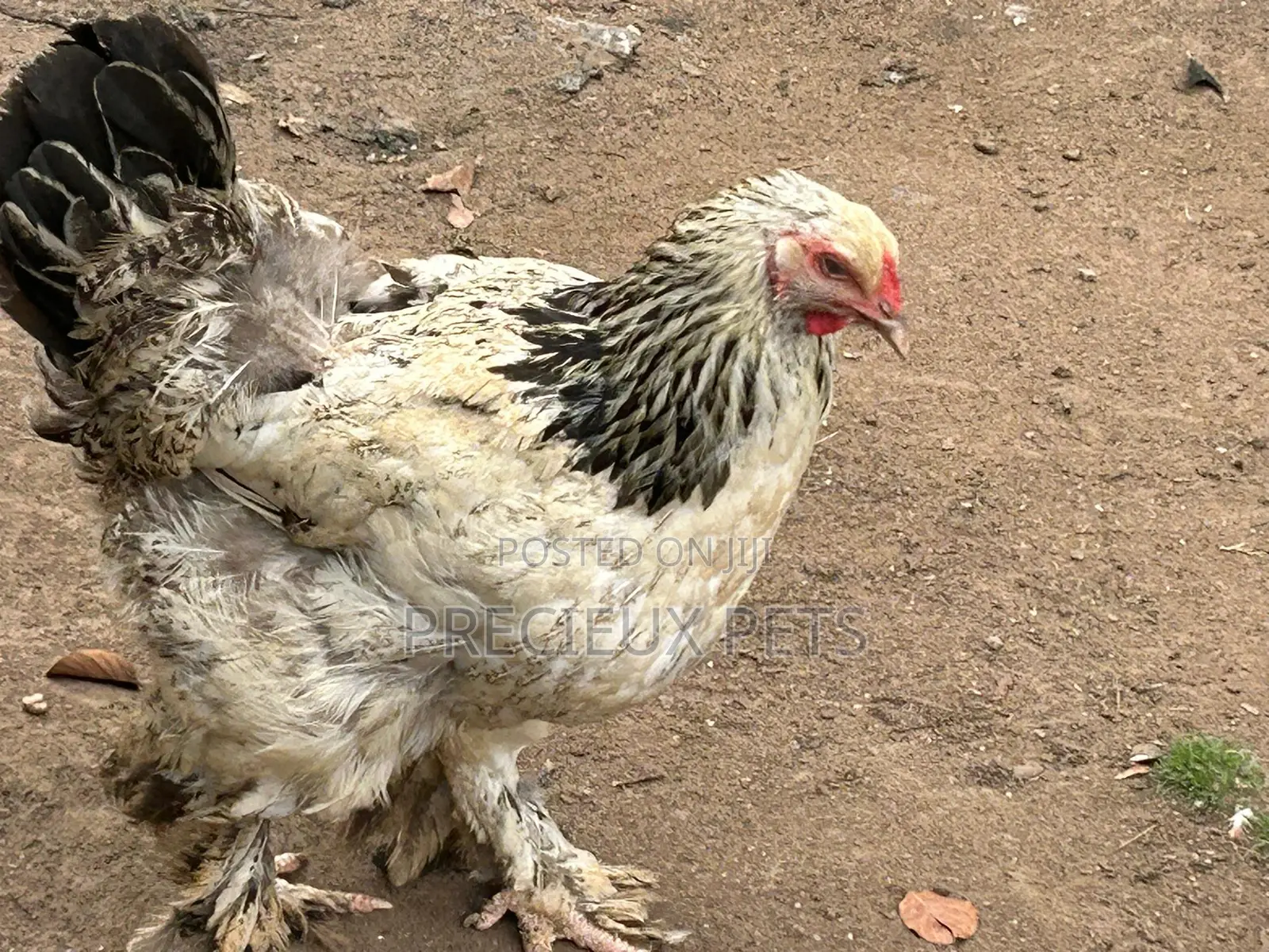 Brahmas Chicken