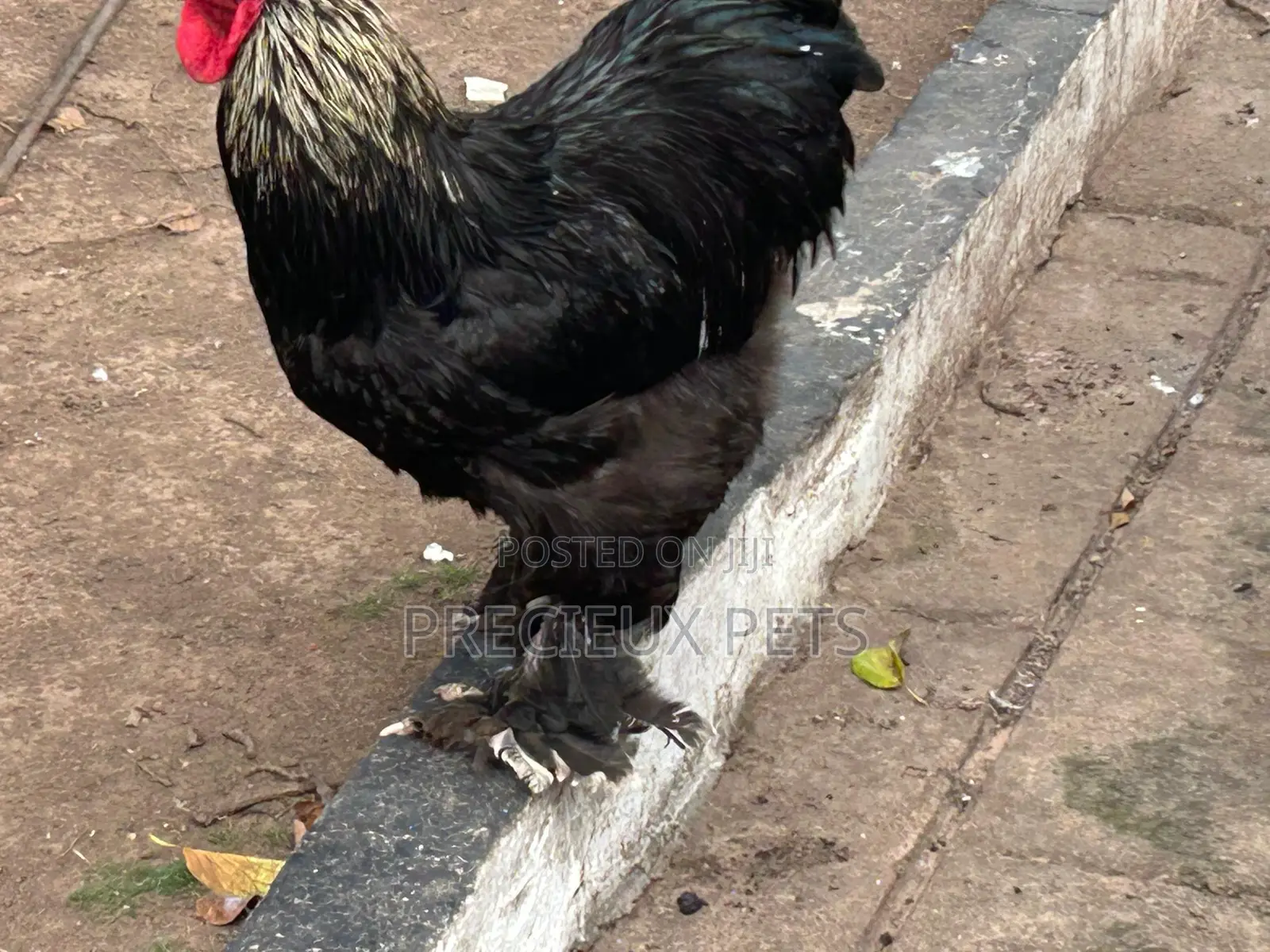 Brahmas Chicken
