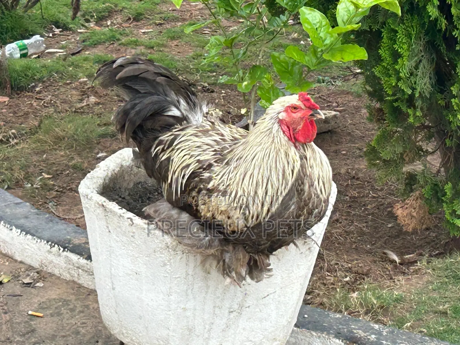 Brahmas Chicken