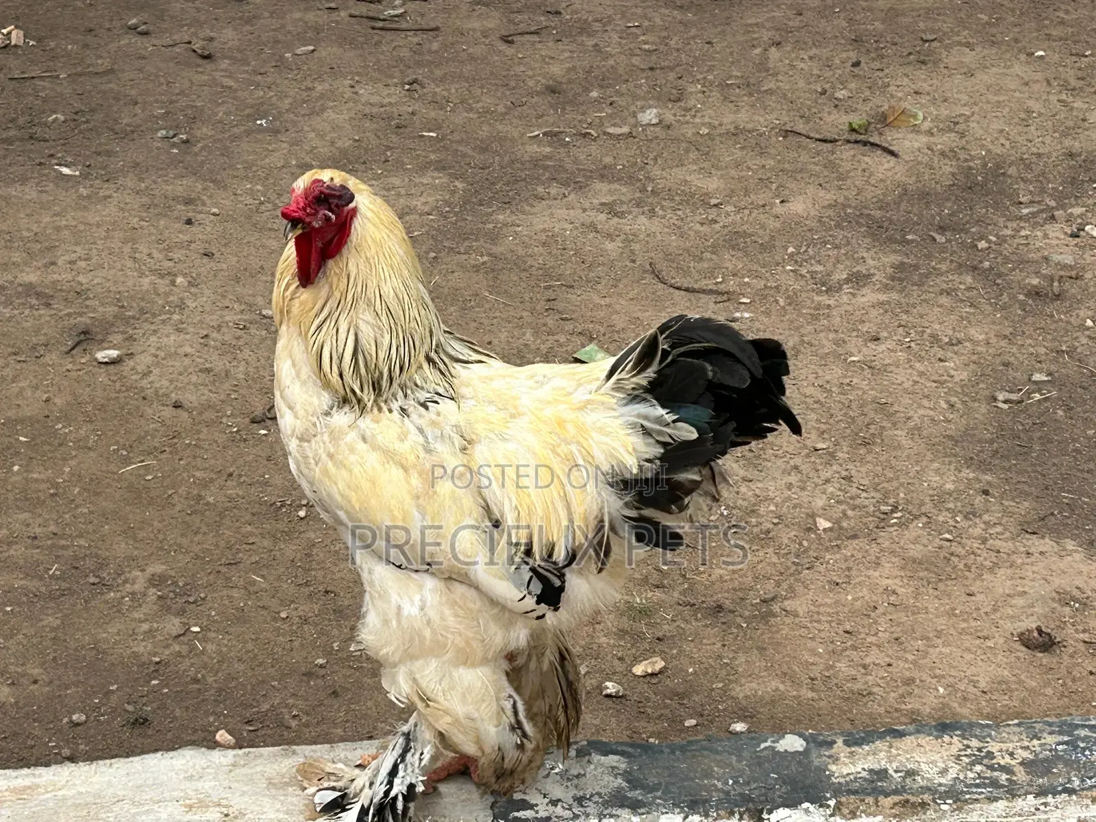 Brahmas Chicken