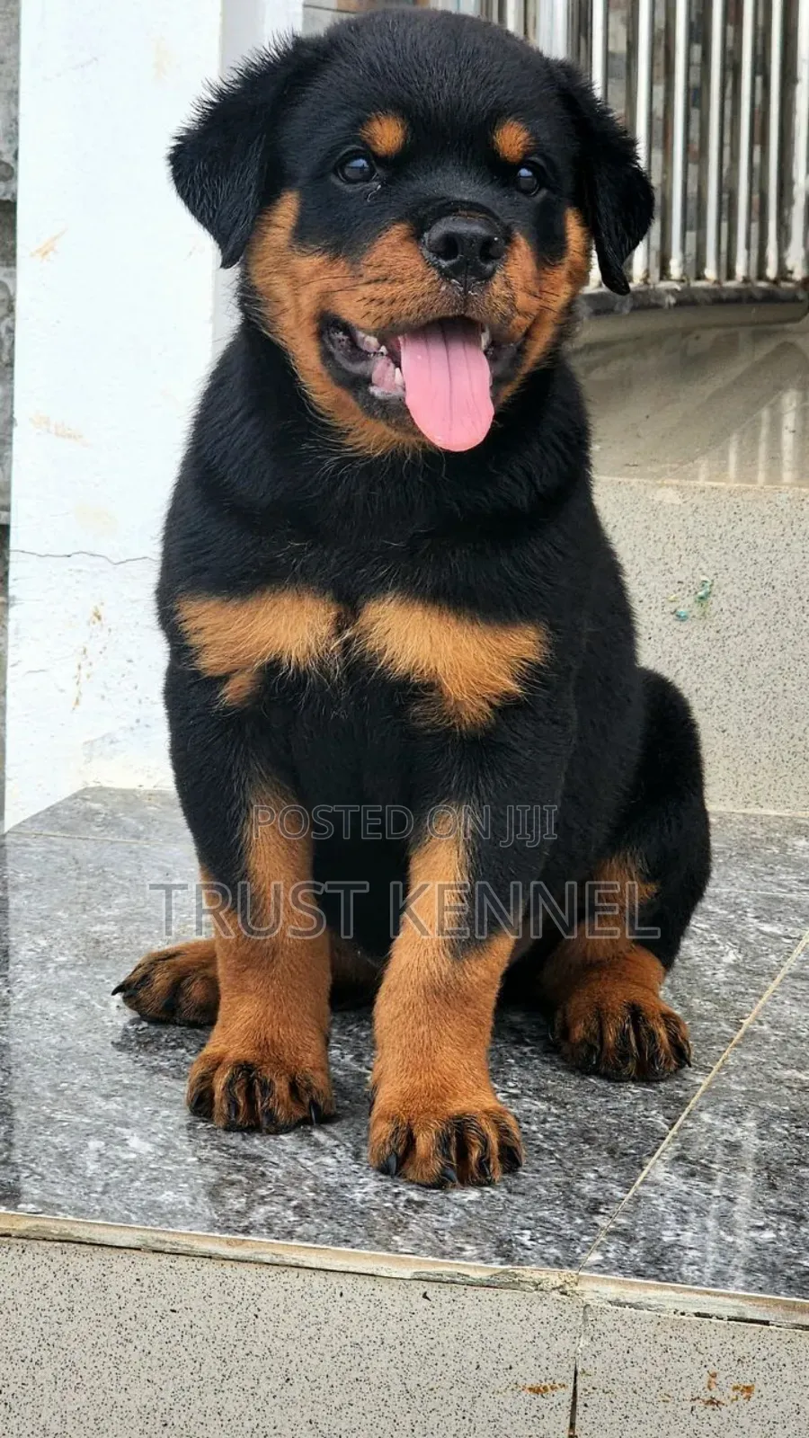 1-3 months Female Purebred Rottweiler