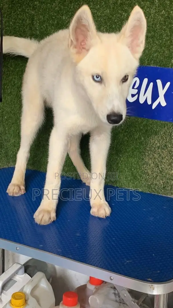 1-3 months Male Purebred Siberian Husky