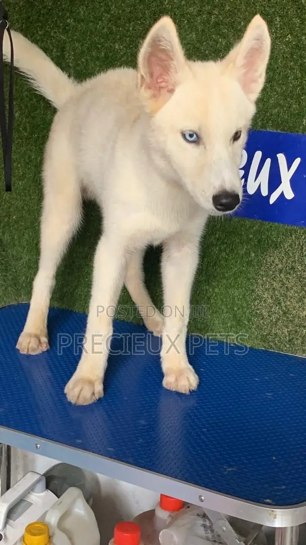 1-3 months Male Purebred Siberian Husky