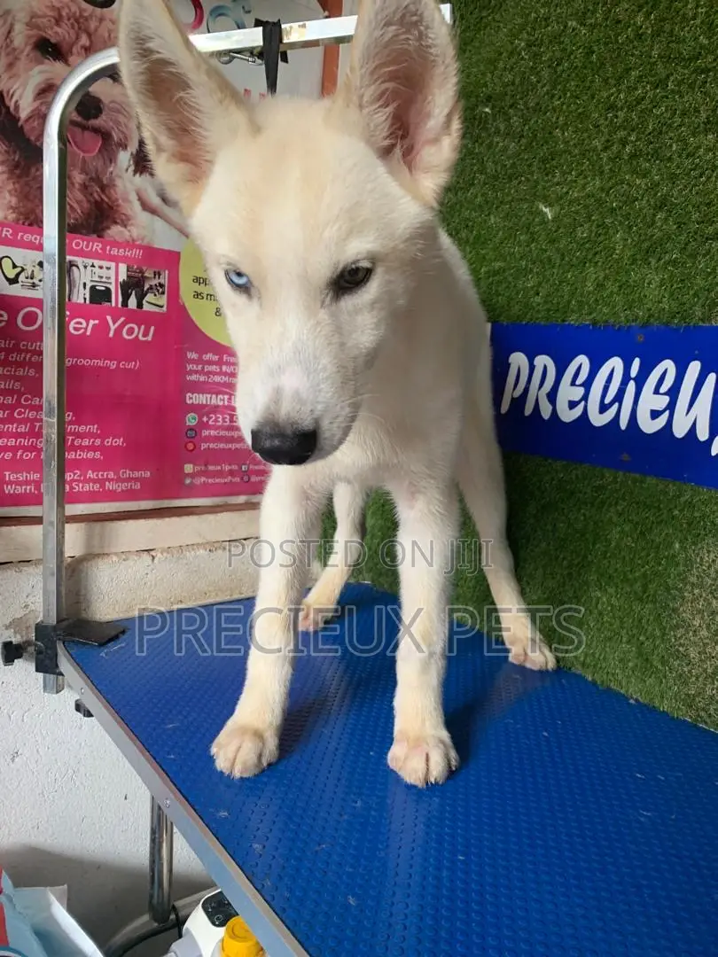 1-3 months Male Purebred Siberian Husky
