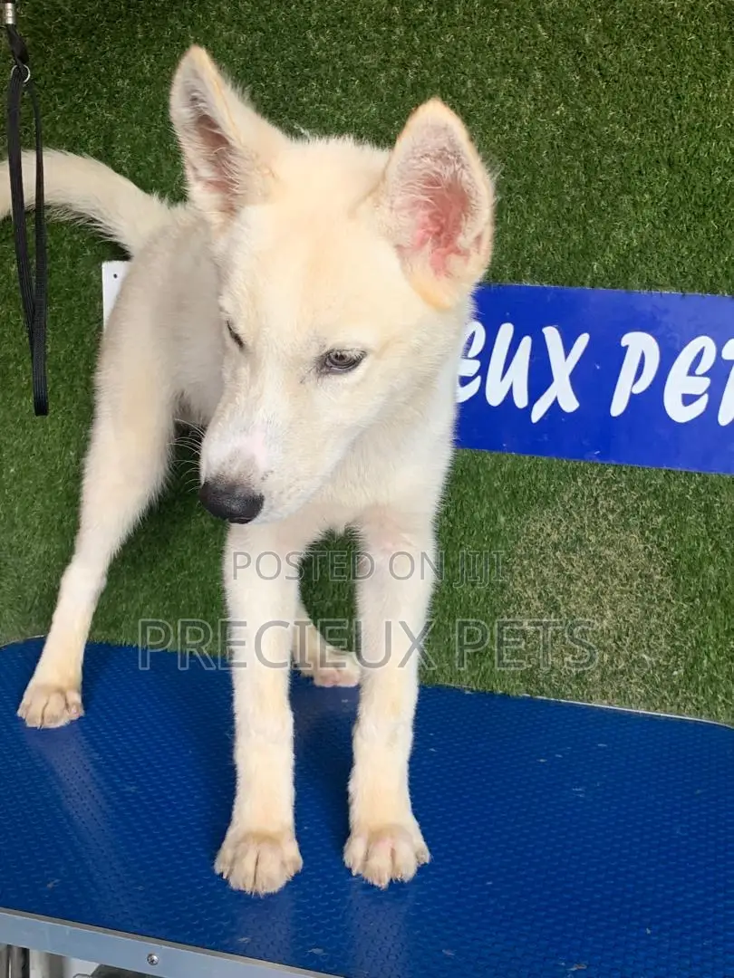 1-3 months Male Purebred Siberian Husky