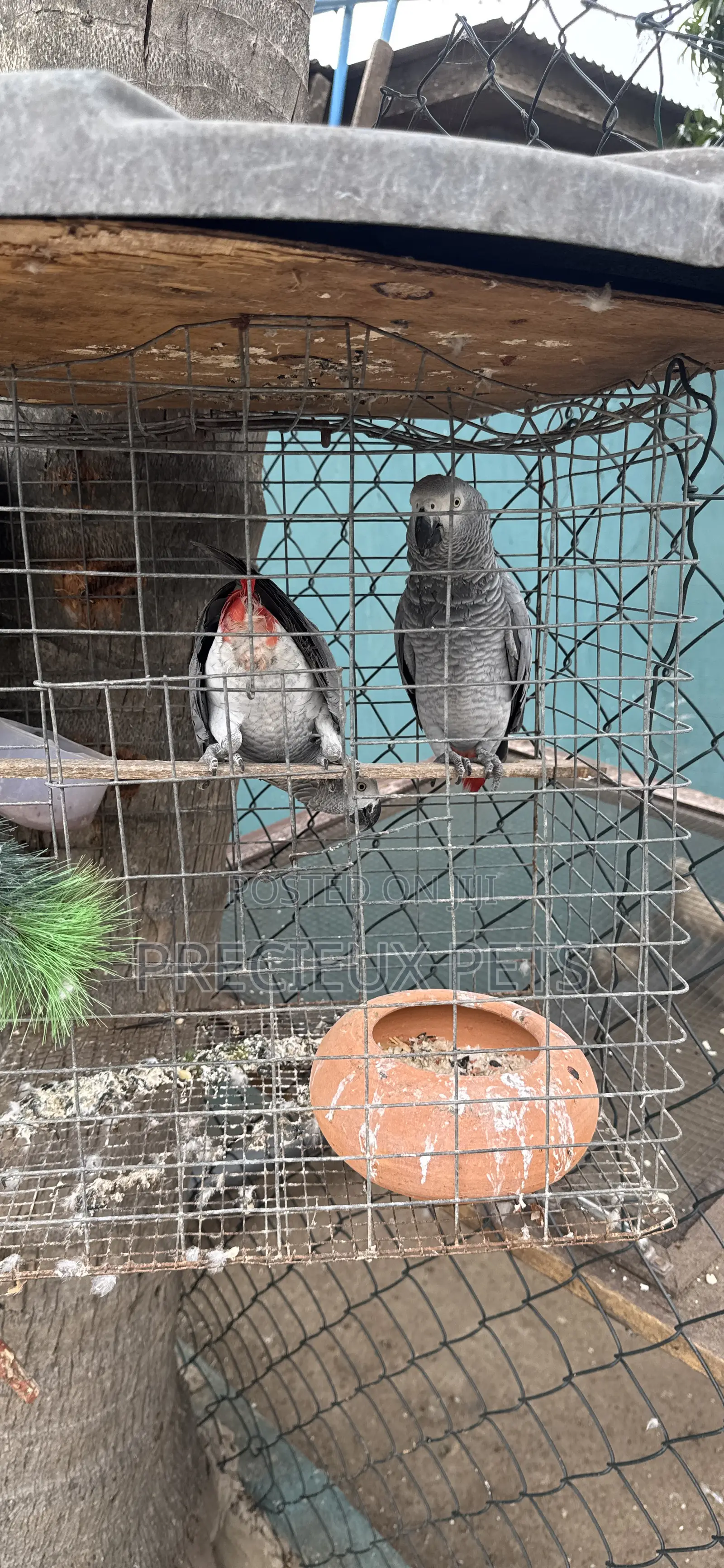 Family Pets Tagged -