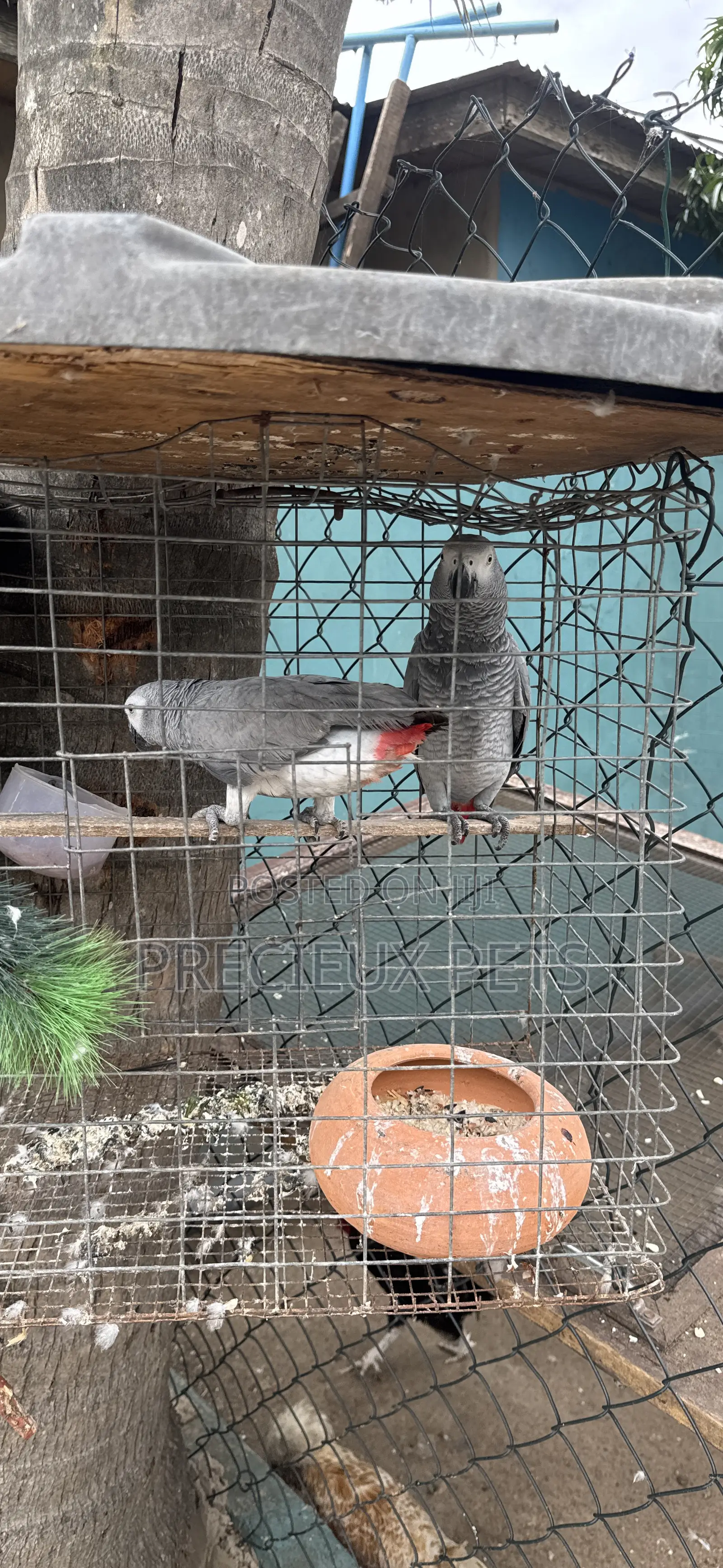 Family Pets Tagged -