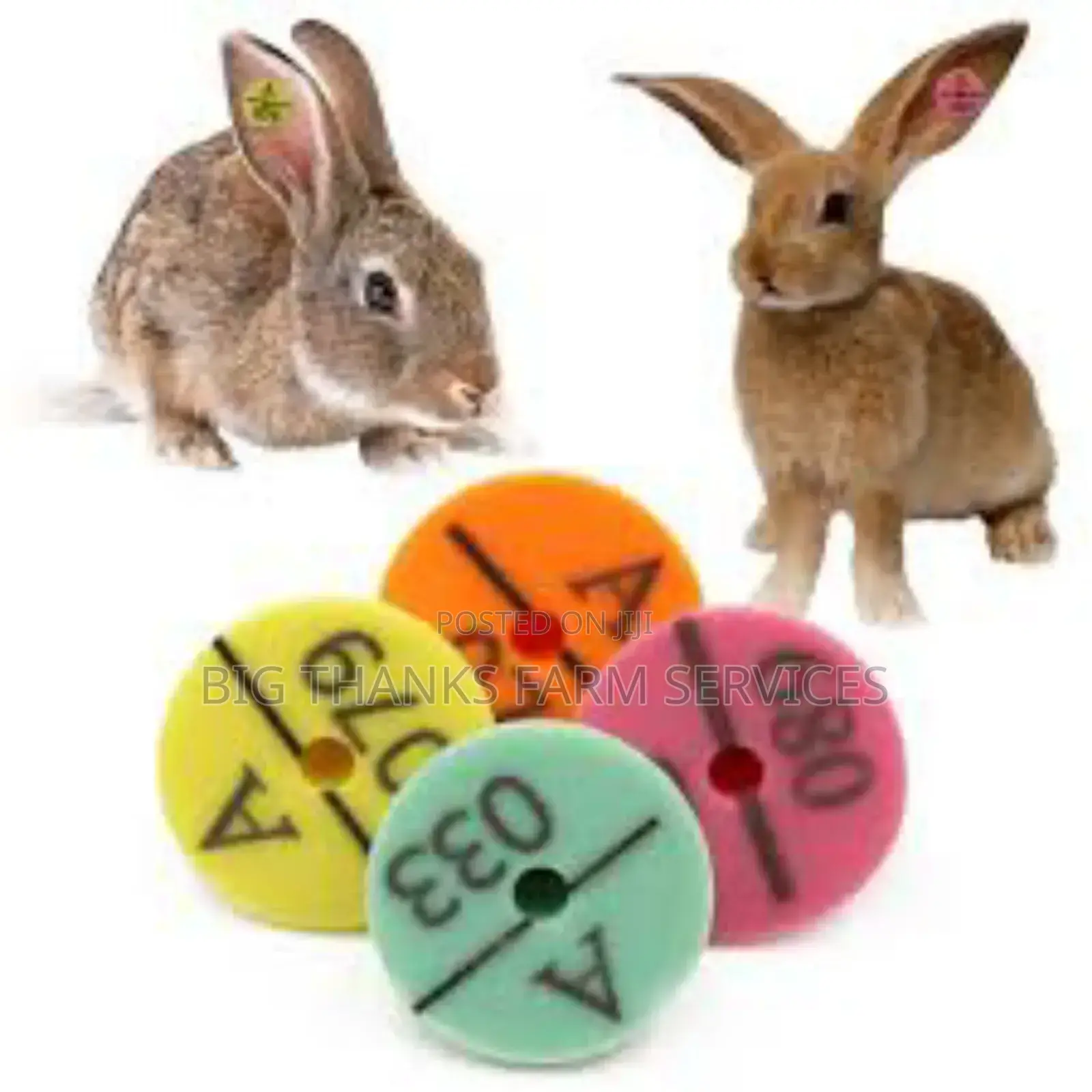Rabbit Tags