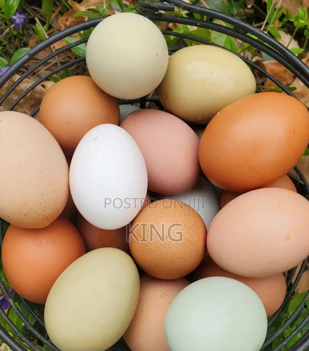 Fresh Eggs