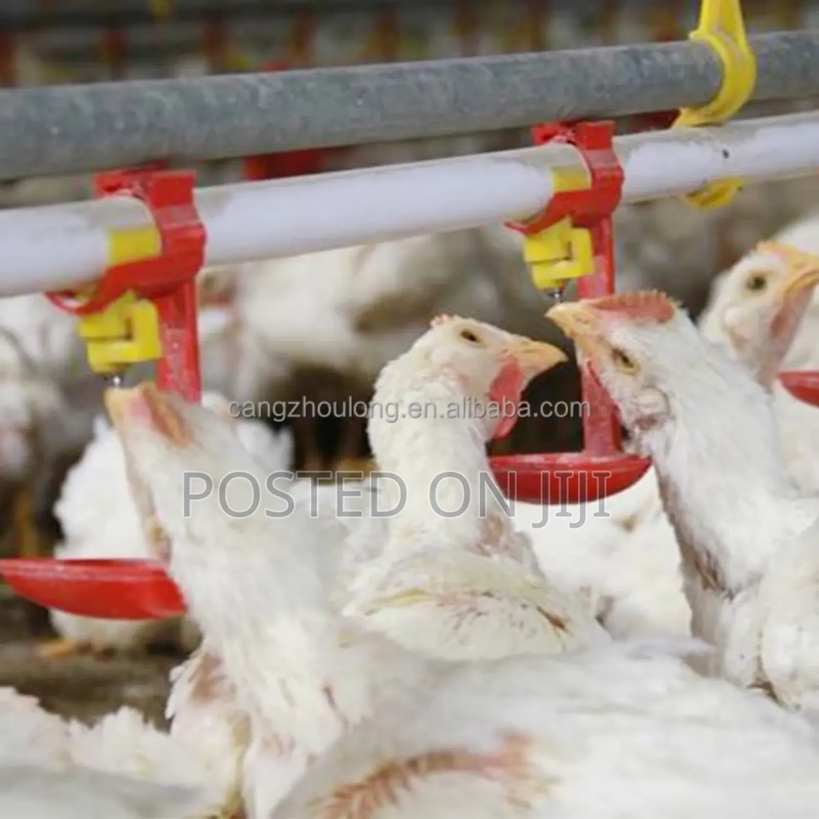 Drinking Cups Poultry