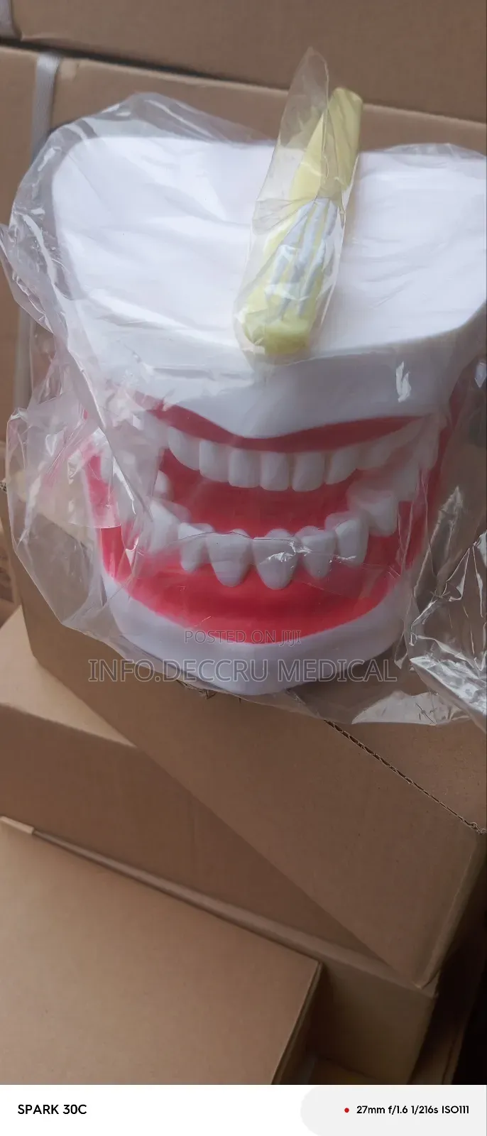 Teeth Model