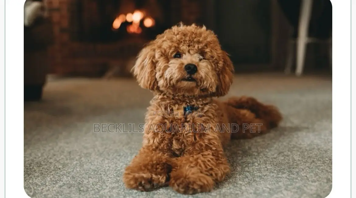 1-3 months Female Purebred Poodle