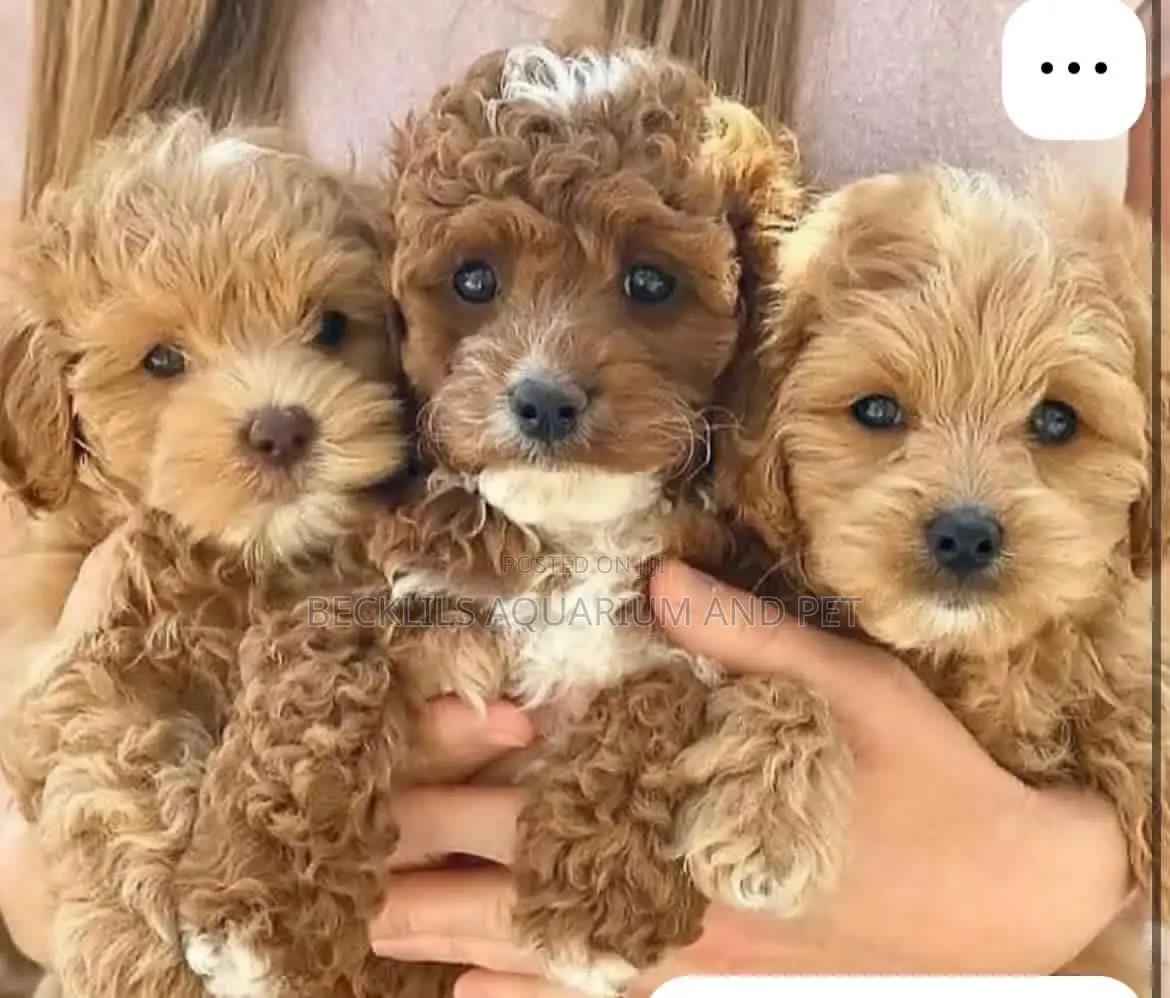 1-3 months Female Purebred Poodle