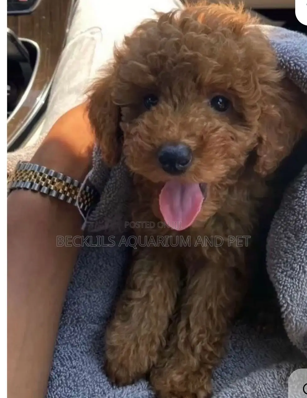1-3 months Male Purebred Poodle