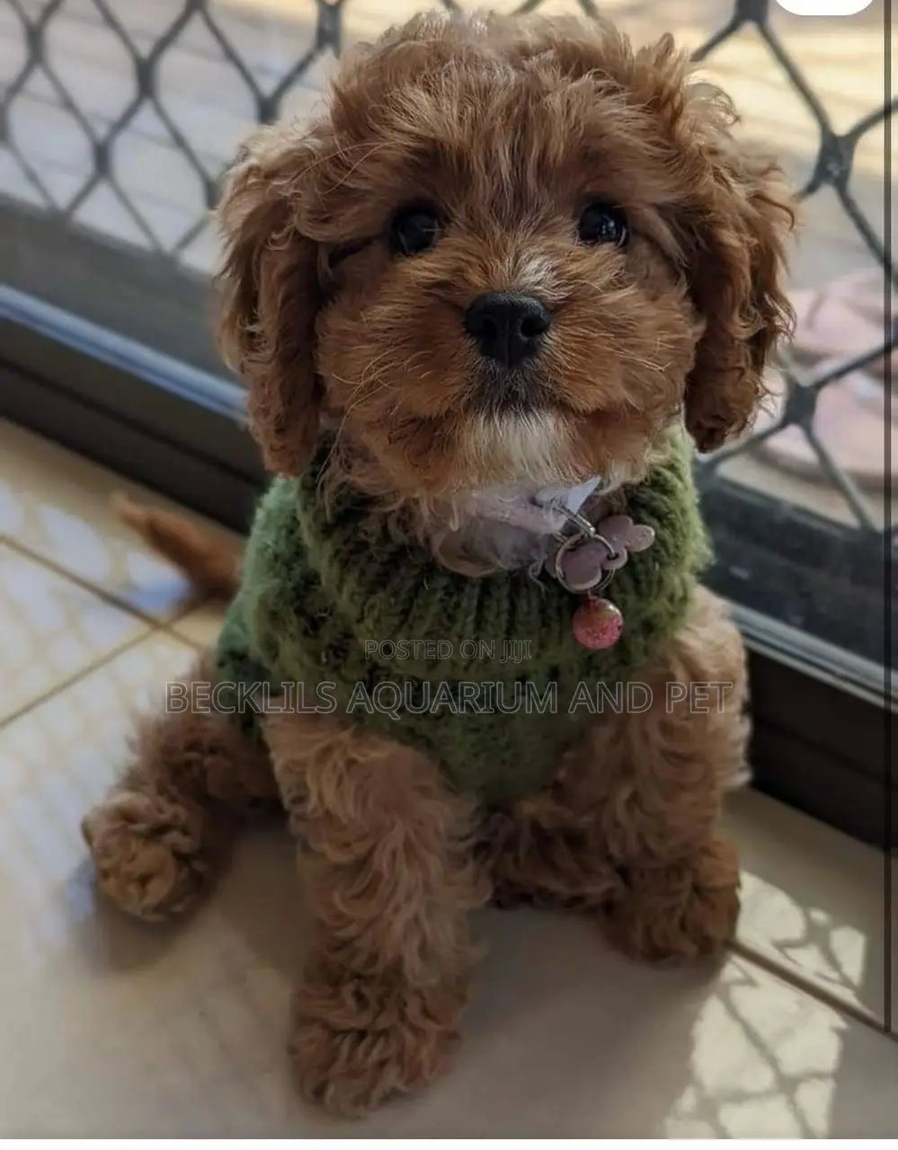 1-3 months Male Purebred Poodle