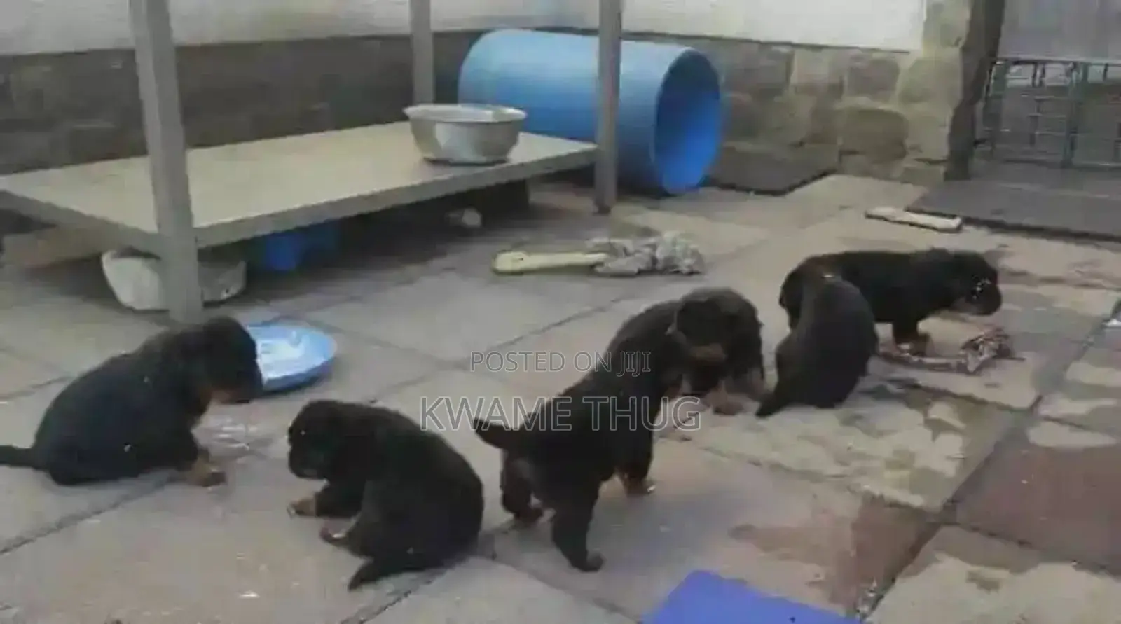 0-1 month Male Purebred Rottweiler