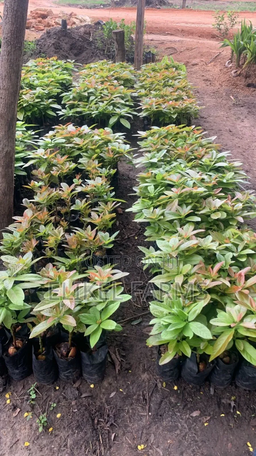 Grafted Avocado Seedlings for sale.bulk Purchase Only