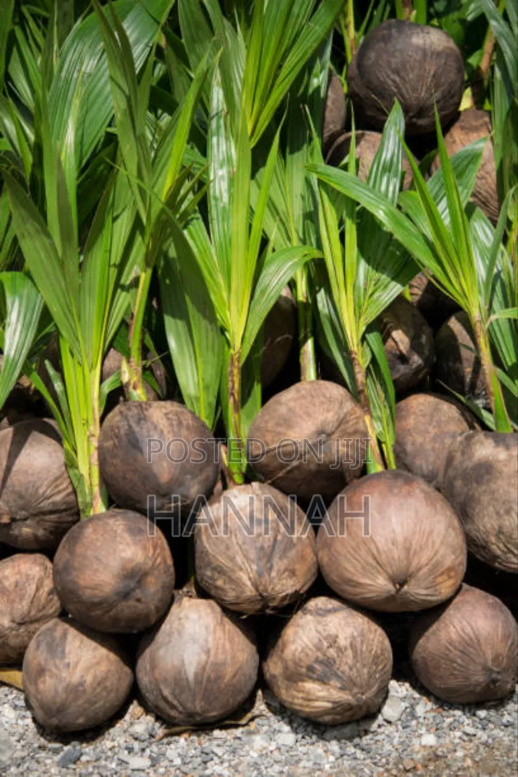 Healthy Hybrid Coconut Seedlings for Sale