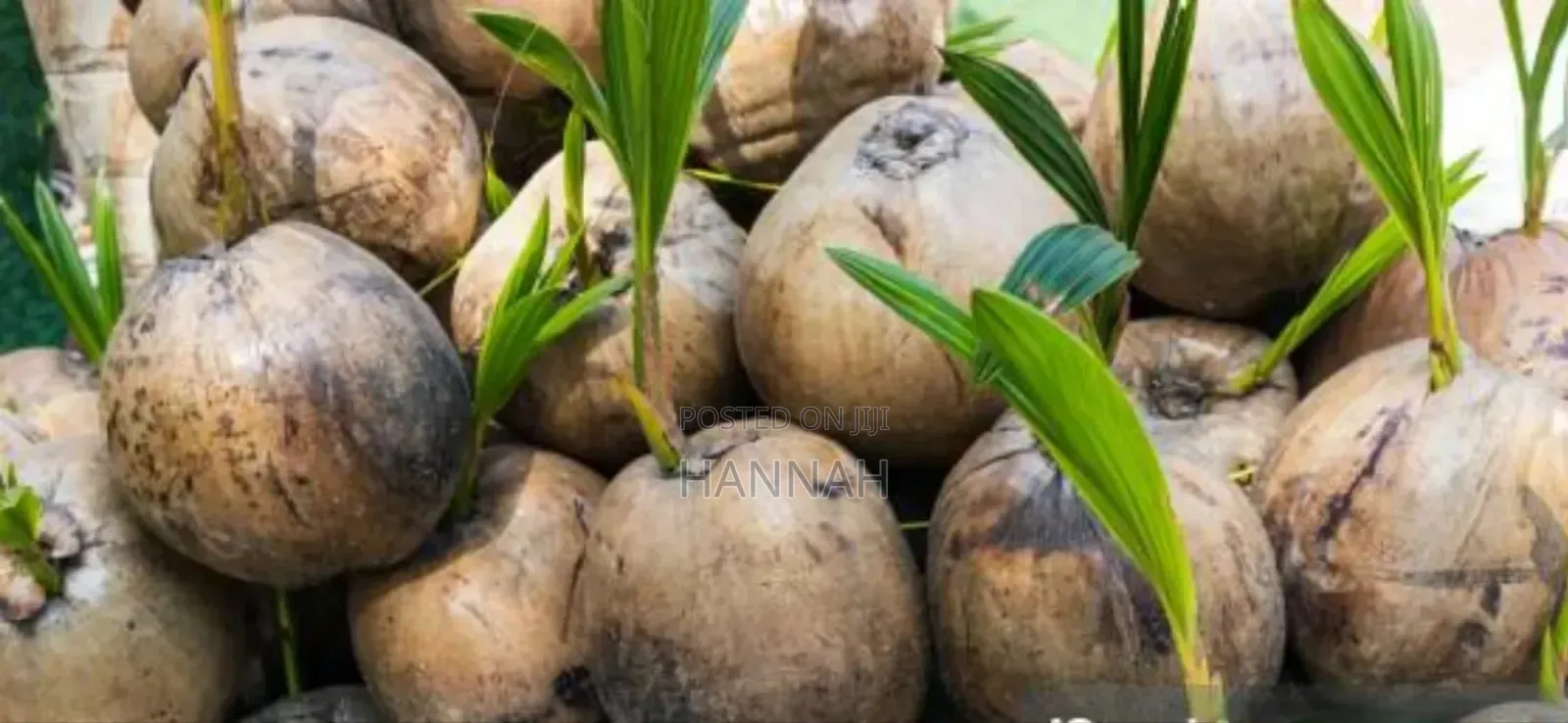 Healthy Hybrid Coconut Seedlings for Sale