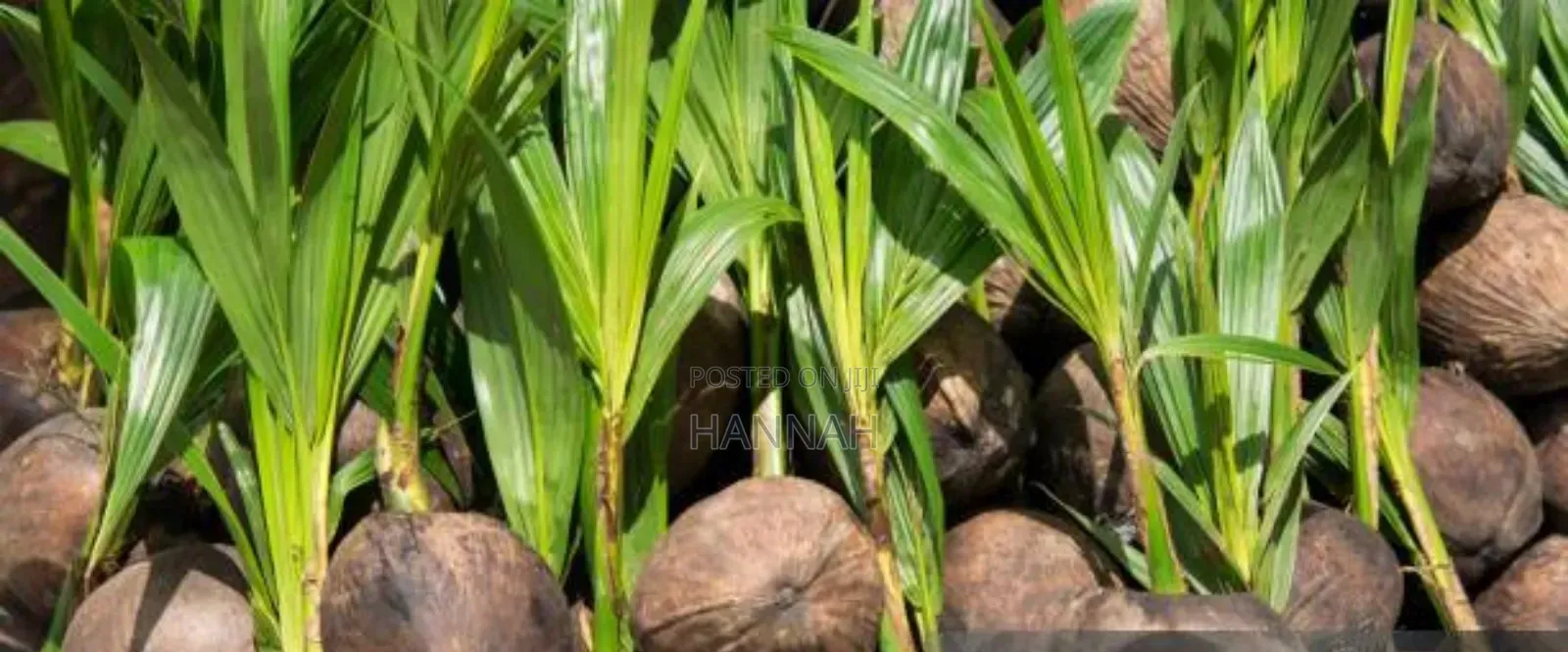 Healthy Hybrid Coconut Seedlings for Sale